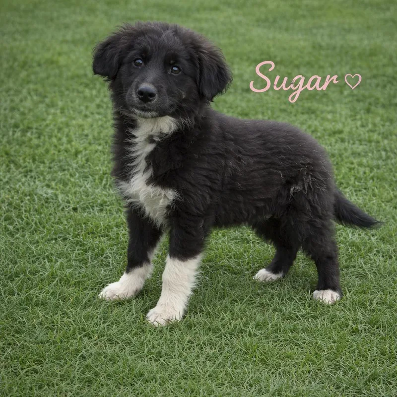 A baby medium-sized female Black Australian Shepherd dog named Sugar for adoption in Hohenwald, TN