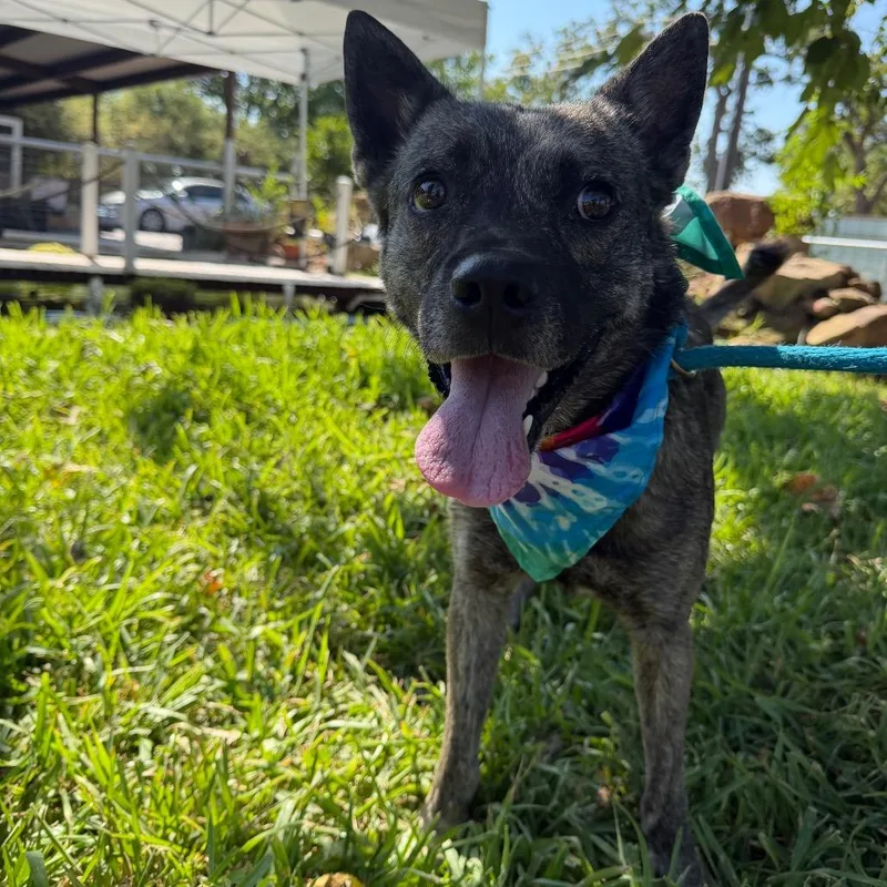 A young medium-sized male Black Australian Cattle Dog / Blue Heeler dog named Scout for adoption in Aledo, TX