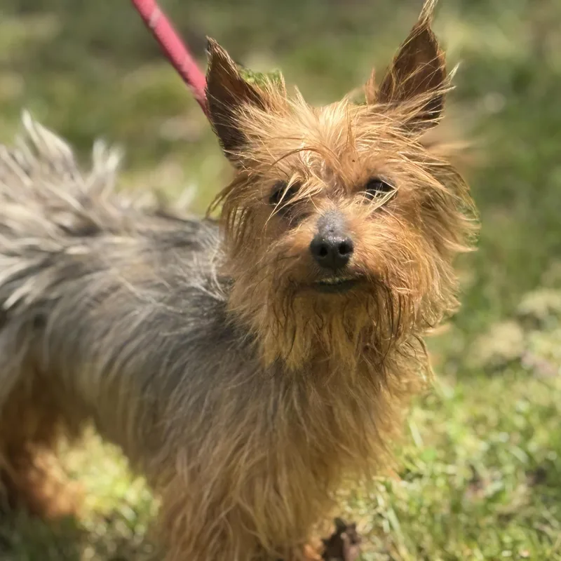 An adult small-sized female Gray / Blue / Silver Yorkshire Terrier dog named Kibbles for adoption in Meherrin, VA