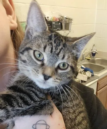 A young medium-sized female Domestic Short Hair cat named Bronwyn for adoption in Columbus, IN