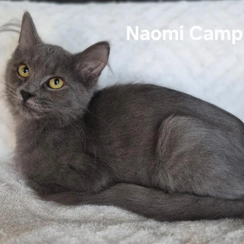 A baby small-sized female Gray / Blue / Silver Domestic Medium Hair cat named Naomi Campbell for adoption in Matteson, IL