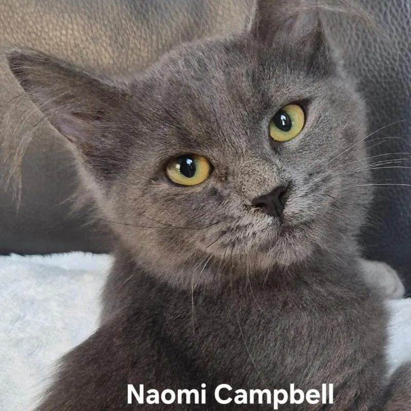 Naomi Campbell thumbnail 2