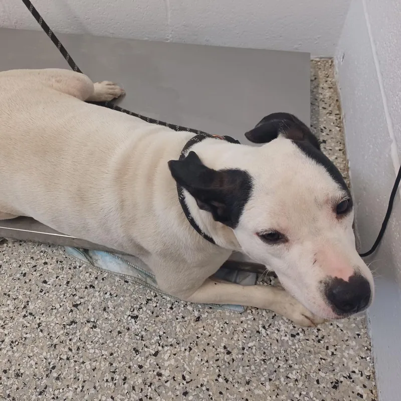 An adult medium-sized female White / Cream Cattle Dog dog named Chickpea for adoption in Hattiesburg, MS
