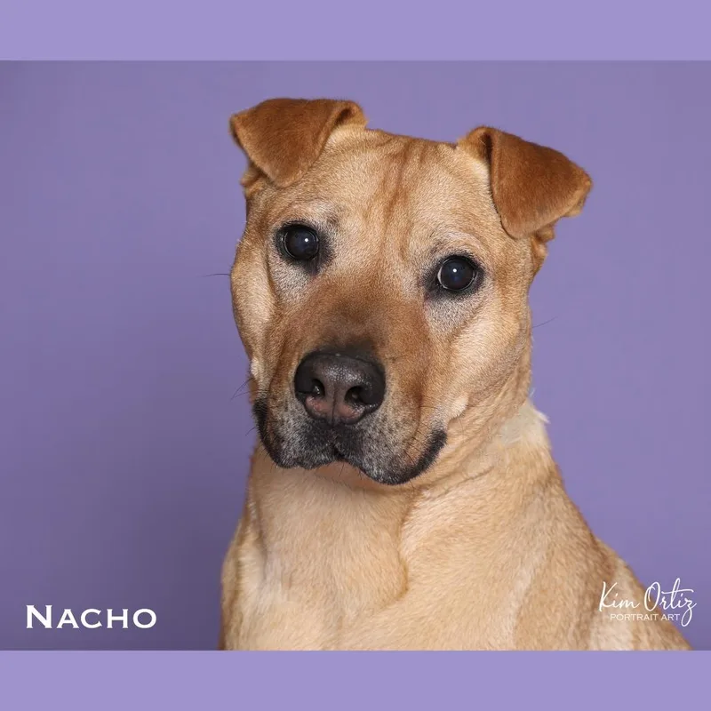 Nacho thumbnail 3