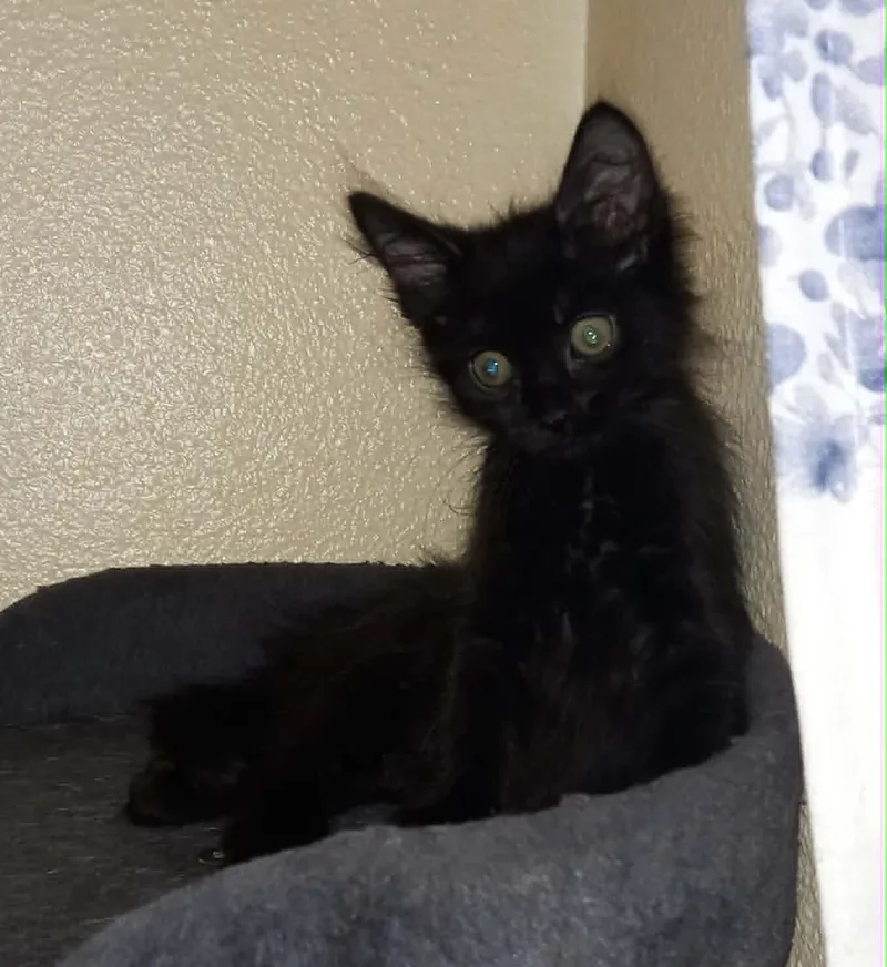 A baby medium-sized female Black Domestic Short Hair cat named Cherry Creek for adoption in Denver, CO