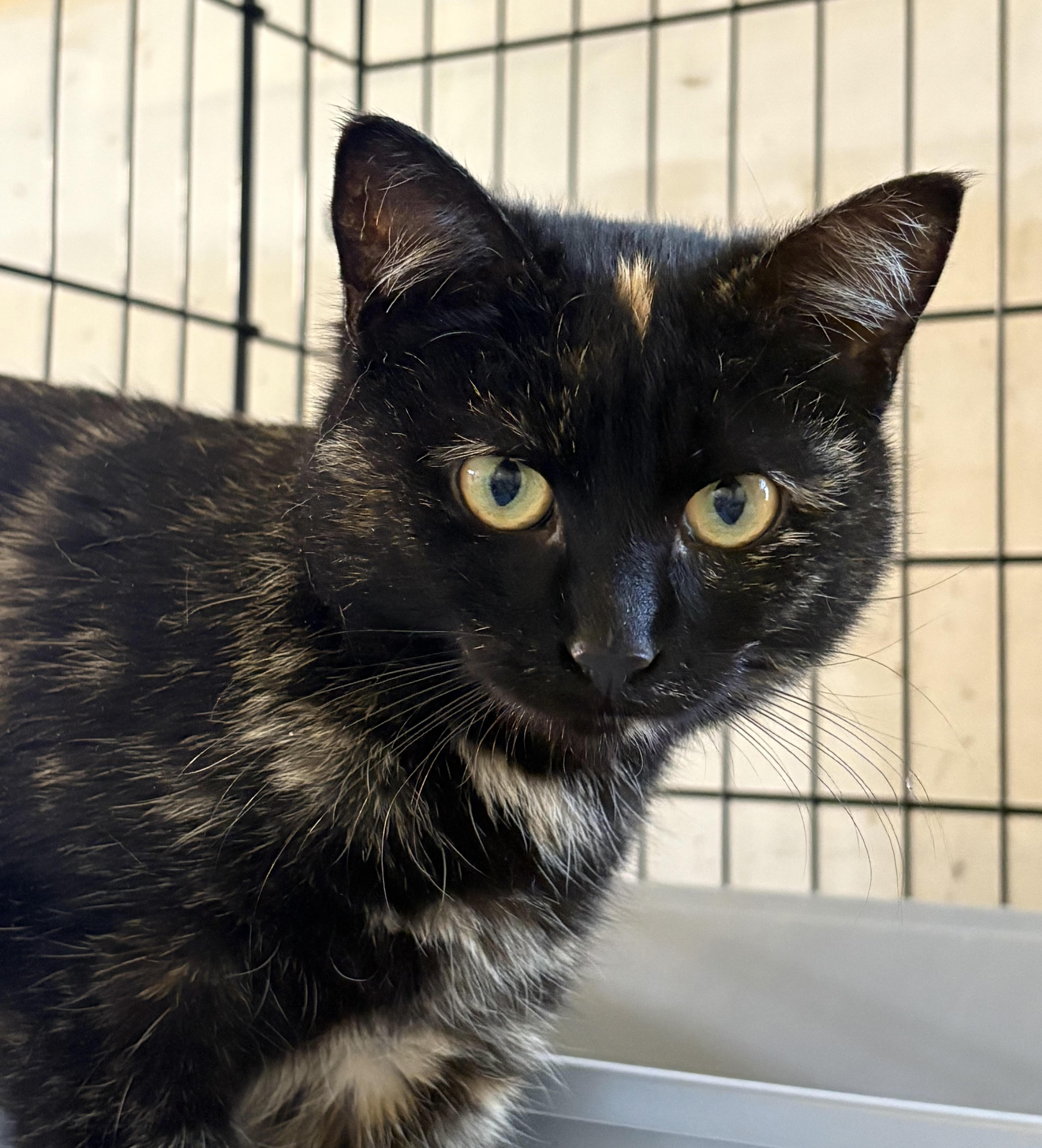 A young medium-sized female Tortoiseshell Domestic Short Hair cat named Speckles for adoption in Bellmawr, NJ