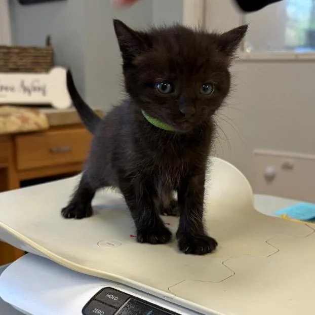 A baby small-sized male Black Domestic Short Hair cat named Sonny for adoption in Greensboro, GA