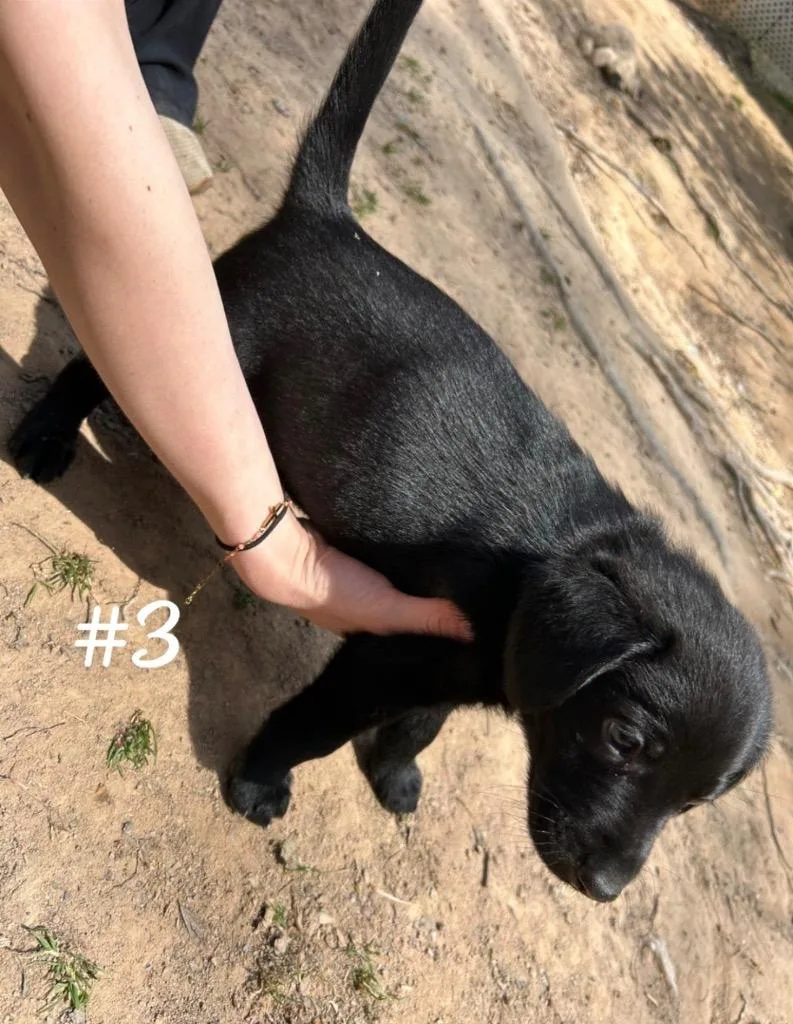 Hercules thumbnail 3