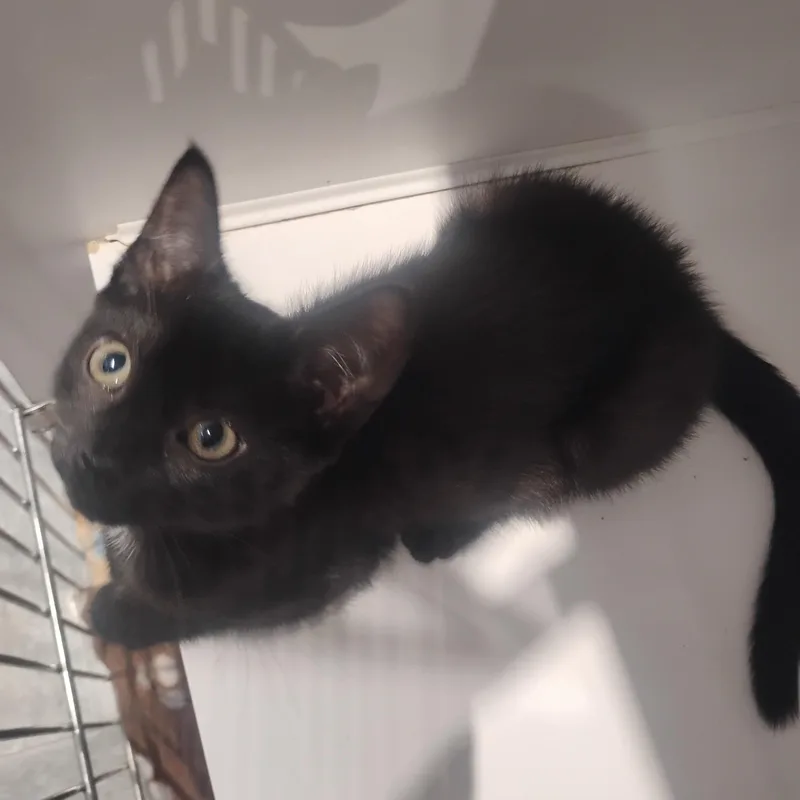 A baby medium-sized male Black Domestic Short Hair cat named Bottle Baby for adoption in Springfield, MA
