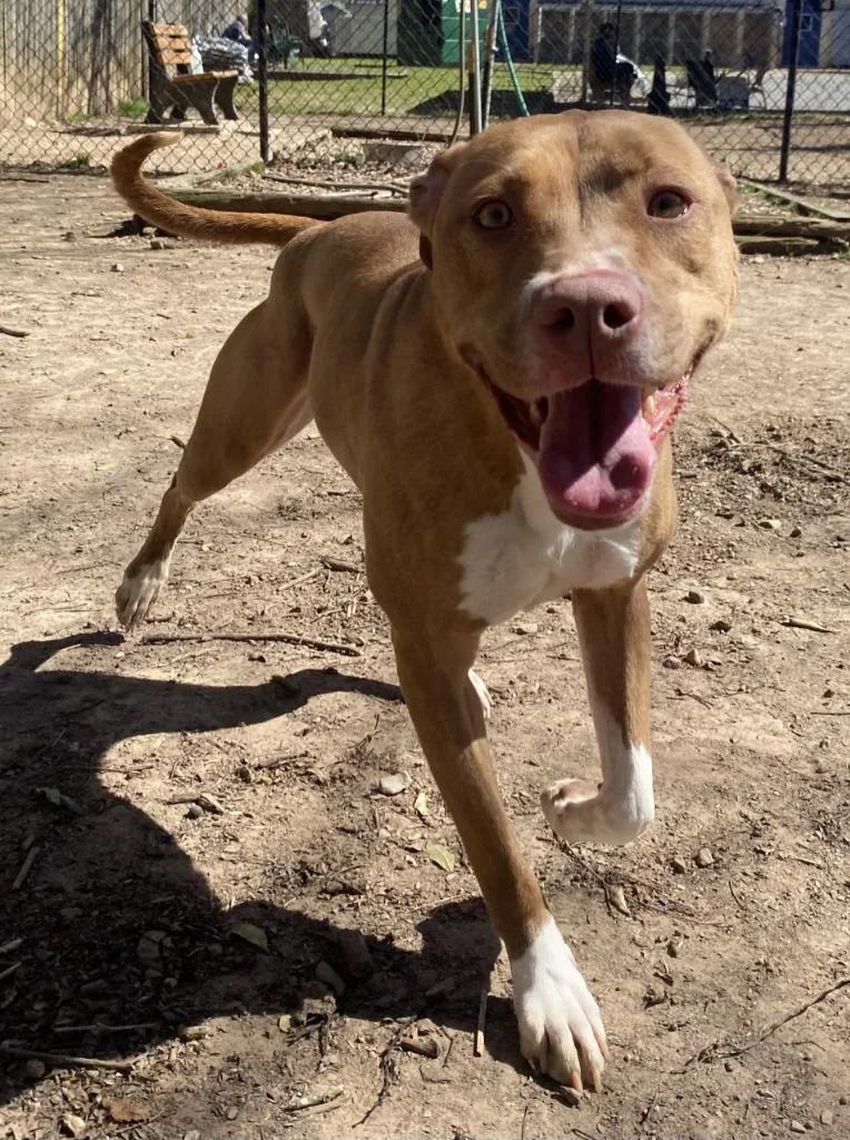 An adult large-sized female Labrador Retriever dog named Amelia for adoption in Little Rock, AR