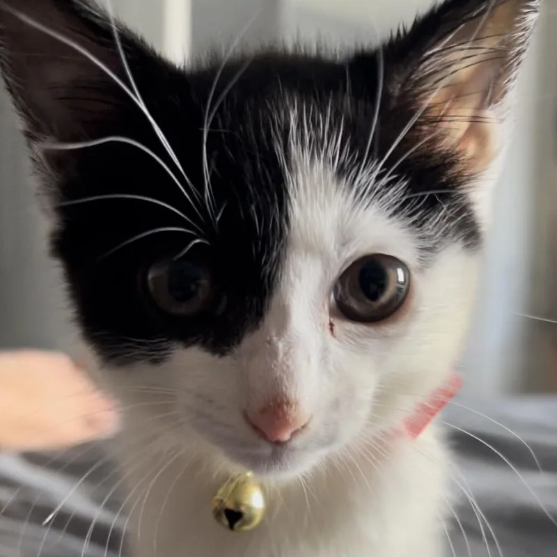 An adult small-sized male Domestic Short Hair cat named Mooch for adoption in Aiea, HI