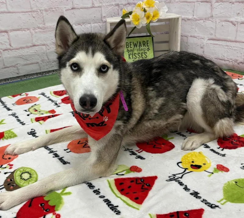 A young medium-sized female Mixed Breed dog named Whitsunday Islands for adoption in Detroit, MI