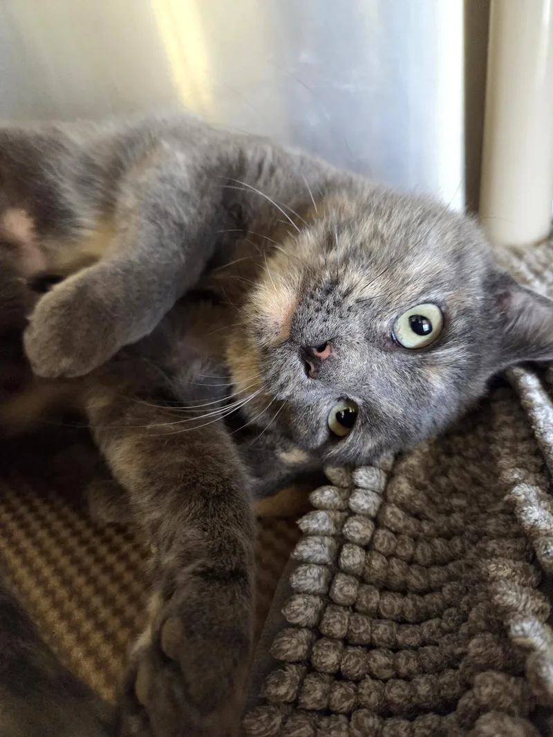 Dew Drop thumbnail 2