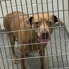 An adult large-sized male Yellow / Tan / Blond / Fawn Mixed Breed dog named Blu for adoption in Jeffersonville, IN