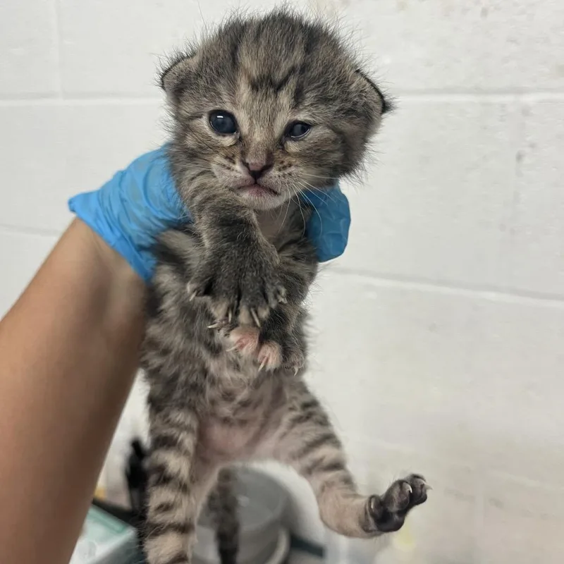 A baby small-sized female Gray / Blue / Silver Domestic Short Hair cat named Cynthia for adoption in Edinburg, TX