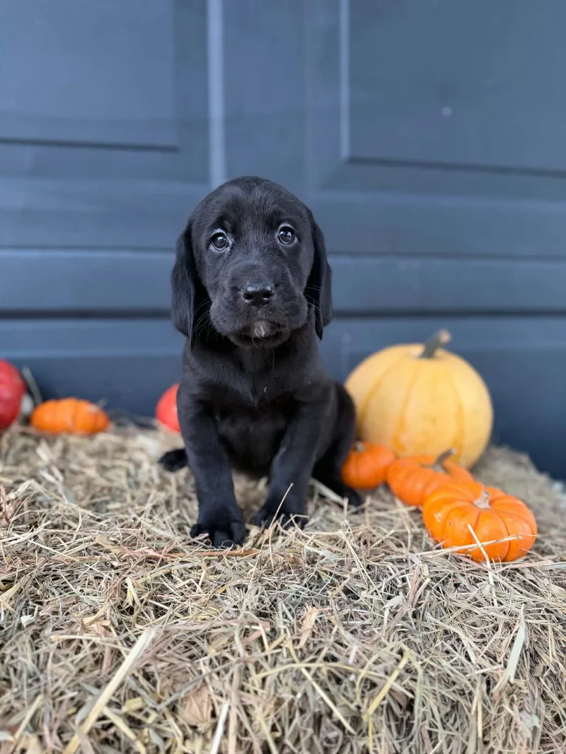A baby medium-sized female Black and Tan Coonhound dog named Wren for adoption in Dysart, IA