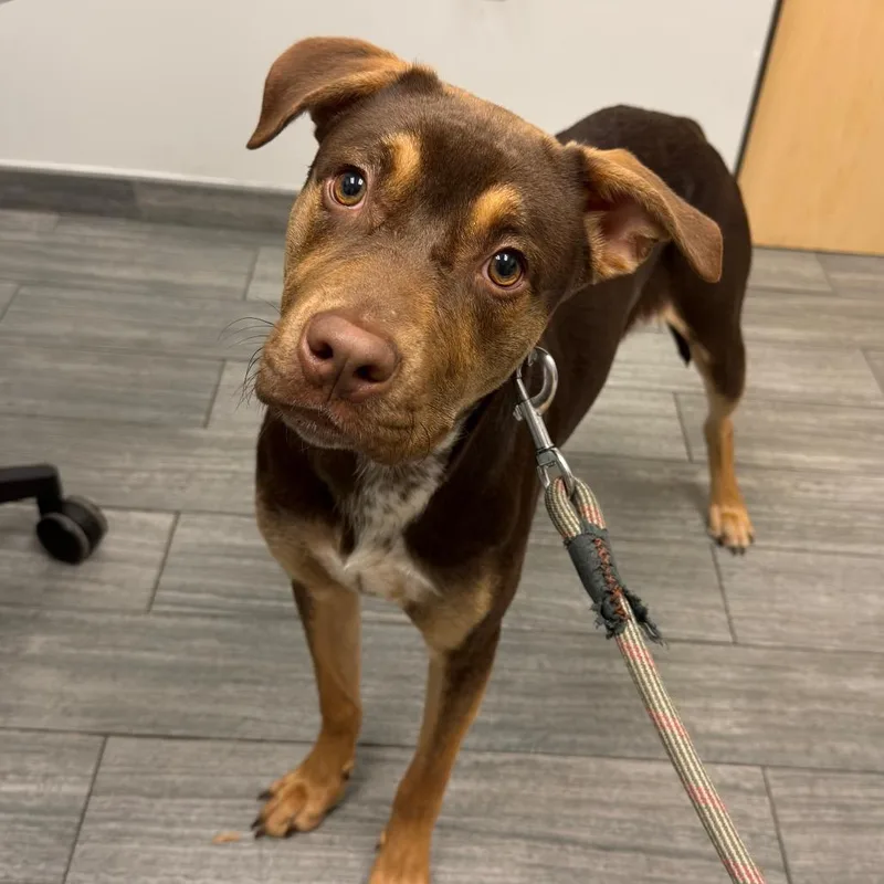 A young medium-sized male Red / Chestnut / Orange Mixed Breed dog named Violin for adoption in Jacksonville, FL