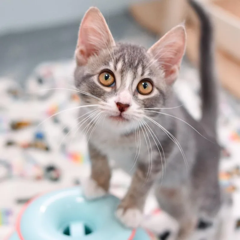 A baby small-sized female Gray / Blue / Silver Domestic Medium Hair cat named Parakeet for adoption in Kailua Kona, HI
