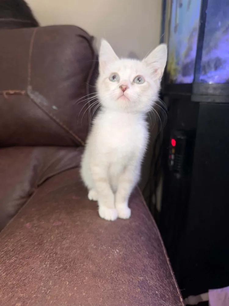 A baby small-sized female Siamese cat named Riya for adoption in Orlando, FL