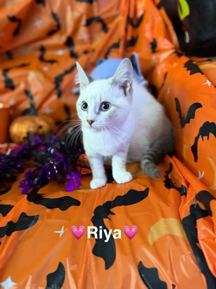 Riya thumbnail 4