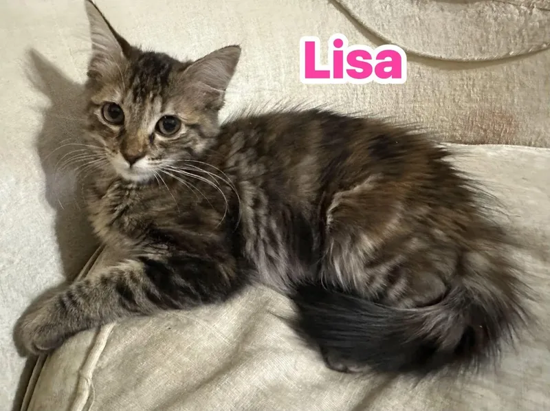 A baby medium-sized female Tabby (Brown / Chocolate) Domestic Short Hair cat named Lisa for adoption in Queen Creek, AZ
