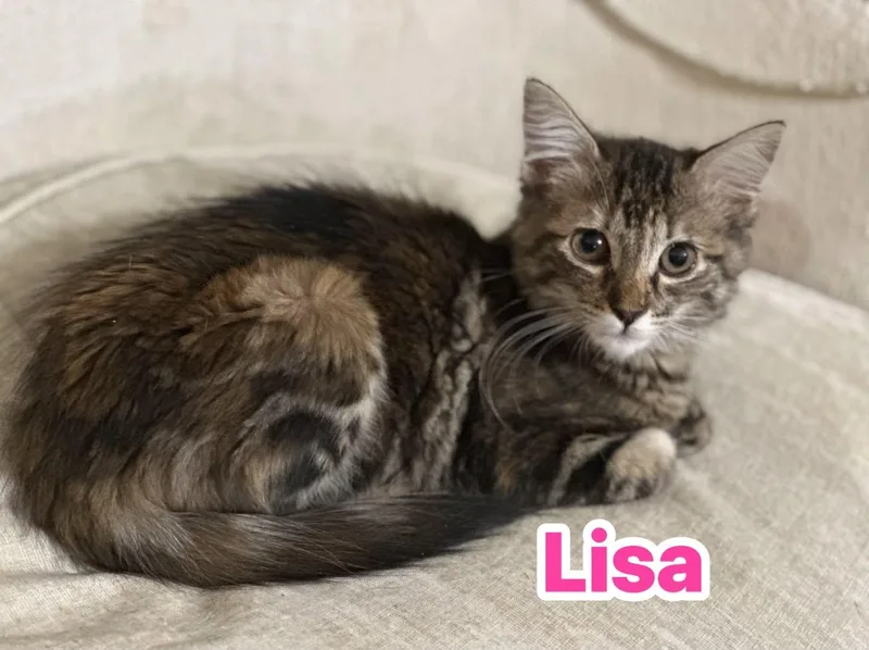 Lisa thumbnail 2