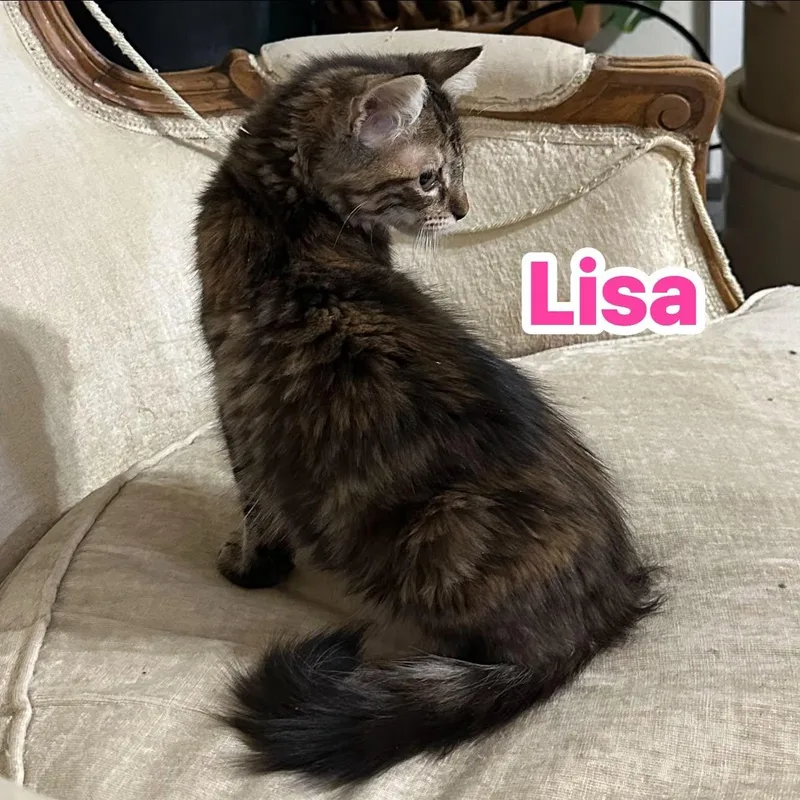 Lisa thumbnail 3