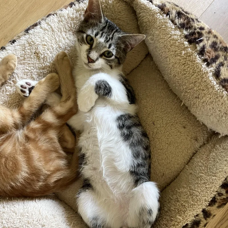 A baby medium-sized male Domestic Short Hair cat named Toby for adoption in Satsuma, AL