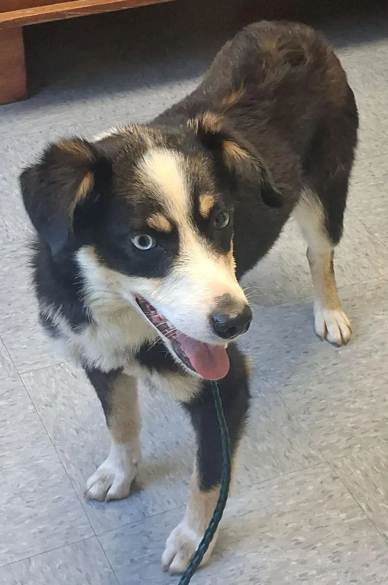 A young medium-sized male Tricolor (Brown, Black, & White) Border Collie dog named Clark for adoption in Stuart, VA