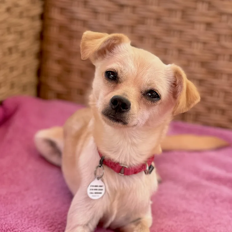 A young small-sized female Apricot / Beige Chihuahua dog named Lucy for adoption in Santa Monica, CA