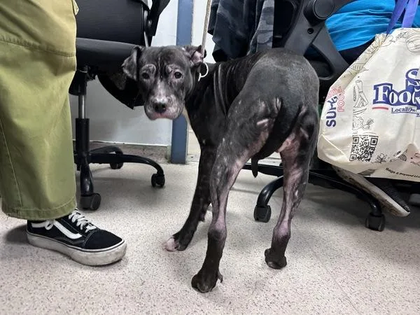 An adult medium-sized female Mixed Breed dog named Pawdrey for adoption in New York, NY