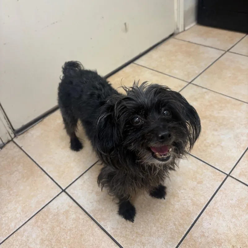 A senior small-sized male Terrier dog named Kendall for adoption in Pekin, IL