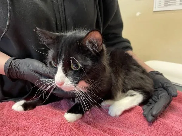 A senior medium-sized female Domestic Short Hair cat named Bagheera for adoption in San Diego, CA