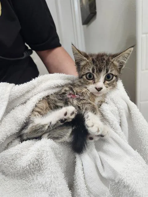 A baby small-sized female Domestic Short Hair cat named Holiday for adoption in San Antonio, TX