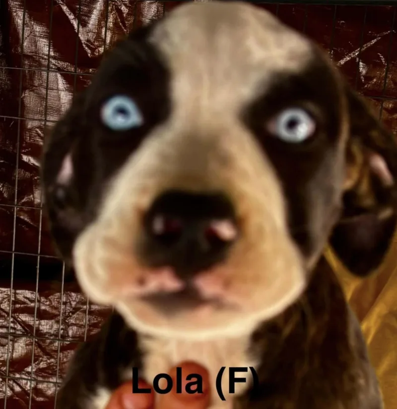 Lola