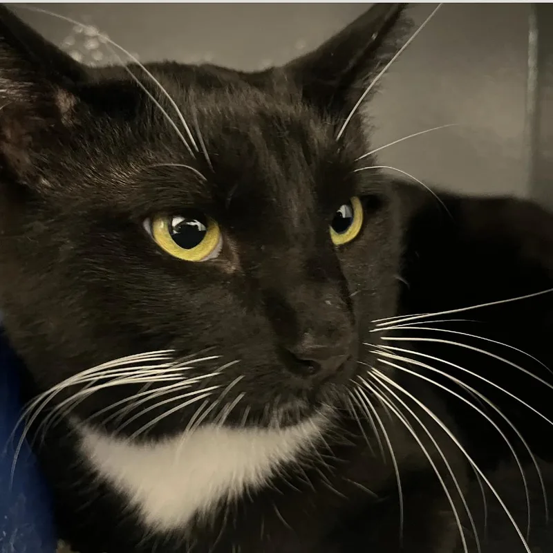 An adult large-sized male Domestic Short Hair cat named Tooey now Louis V for adoption in Prosper, TX