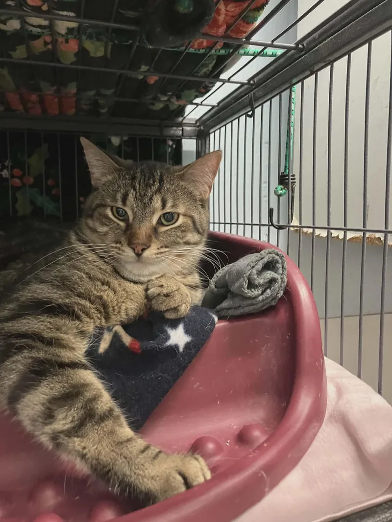 A baby large-sized male Tabby (Gray / Blue / Silver) Domestic Short Hair cat named Malcolm for adoption in Gladwin, MI