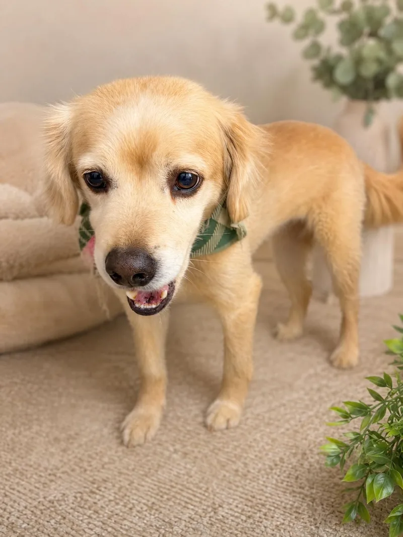 A senior small-sized male Apricot / Beige Chihuahua dog named Stitch for adoption in Coachella, CA