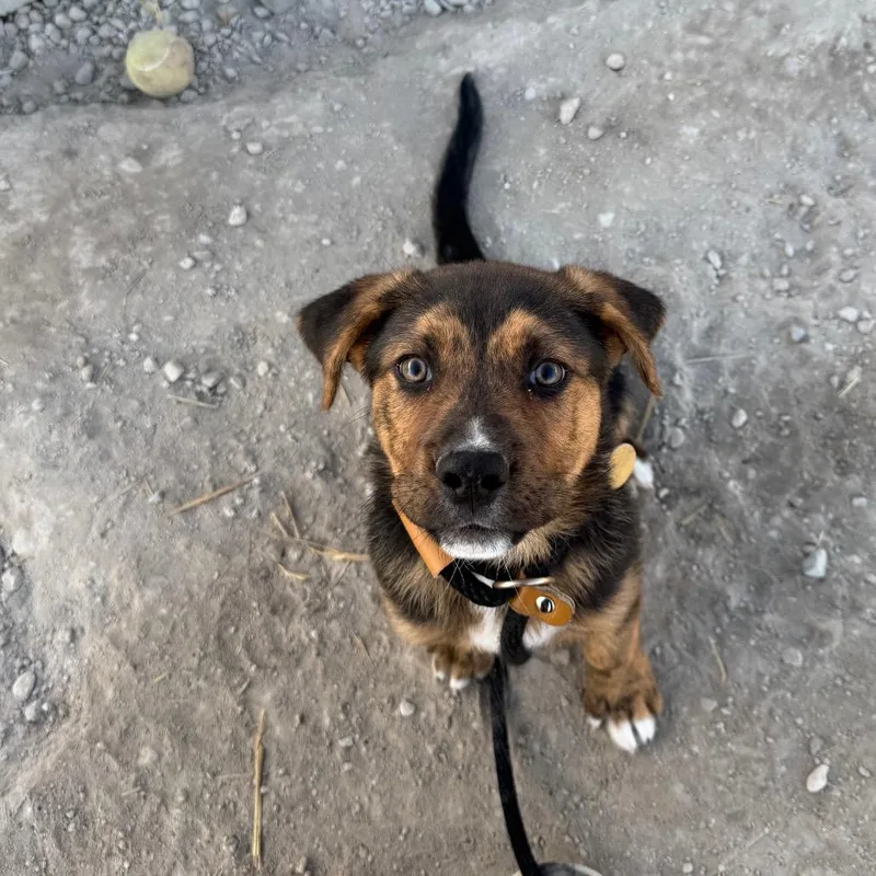 A young medium-sized male Black Mixed Breed dog named Claus for adoption in Spanish Fork, UT