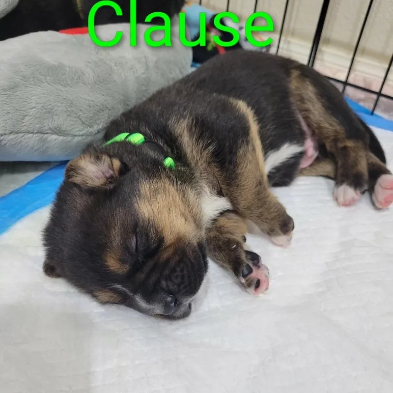Claus thumbnail 5