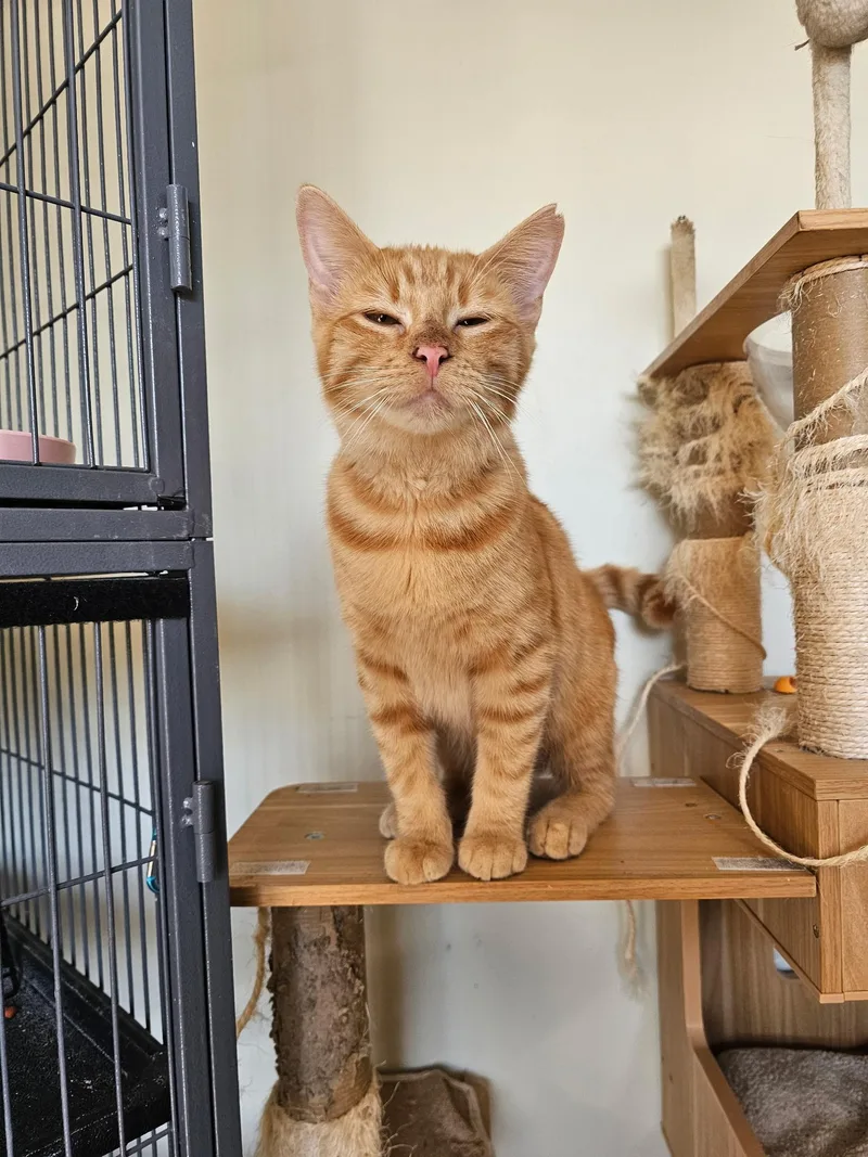 A young medium-sized male Tabby (Orange / Red) Domestic Short Hair cat named Shinee for adoption in Denison, IA