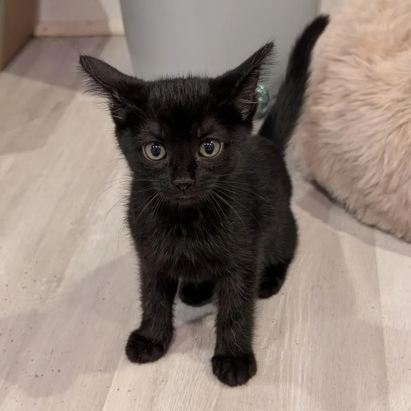 A baby small-sized female Black Domestic Short Hair cat named Hotdog Bun for adoption in Roselle, IL