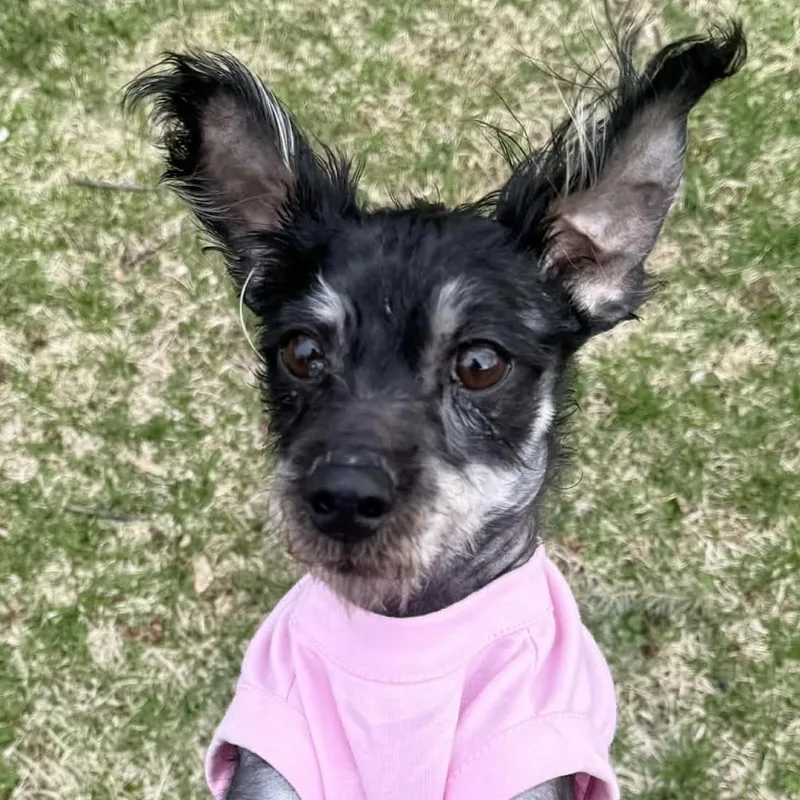 Hot Cocoa thumbnail 3