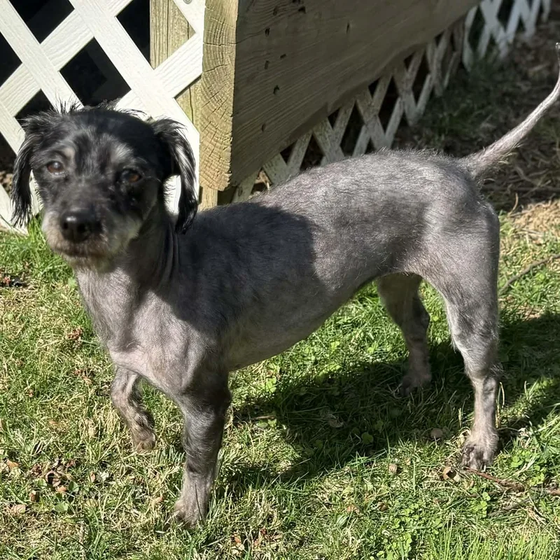 Hot Cocoa thumbnail 4