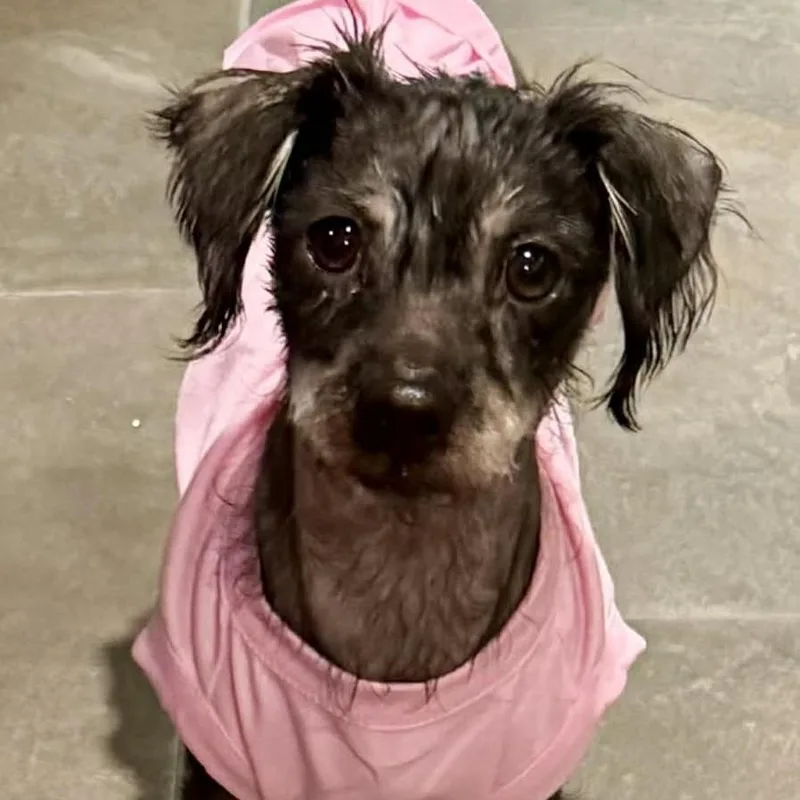 Hot Cocoa thumbnail 6