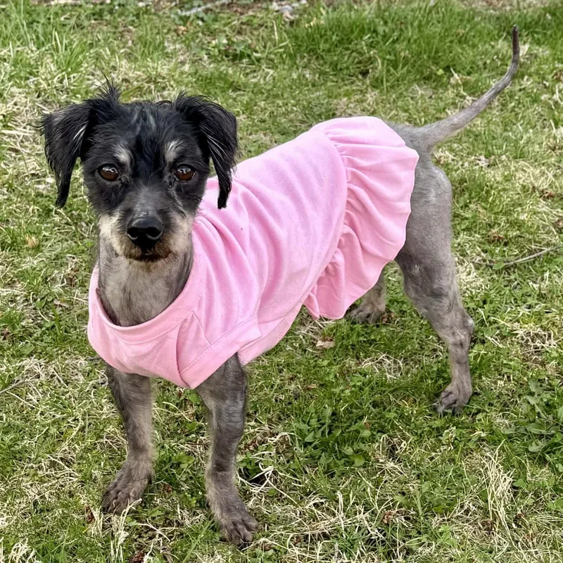 An adult small-sized female Yorkshire Terrier dog named Hot Cocoa for adoption in Cherry Hill, NJ