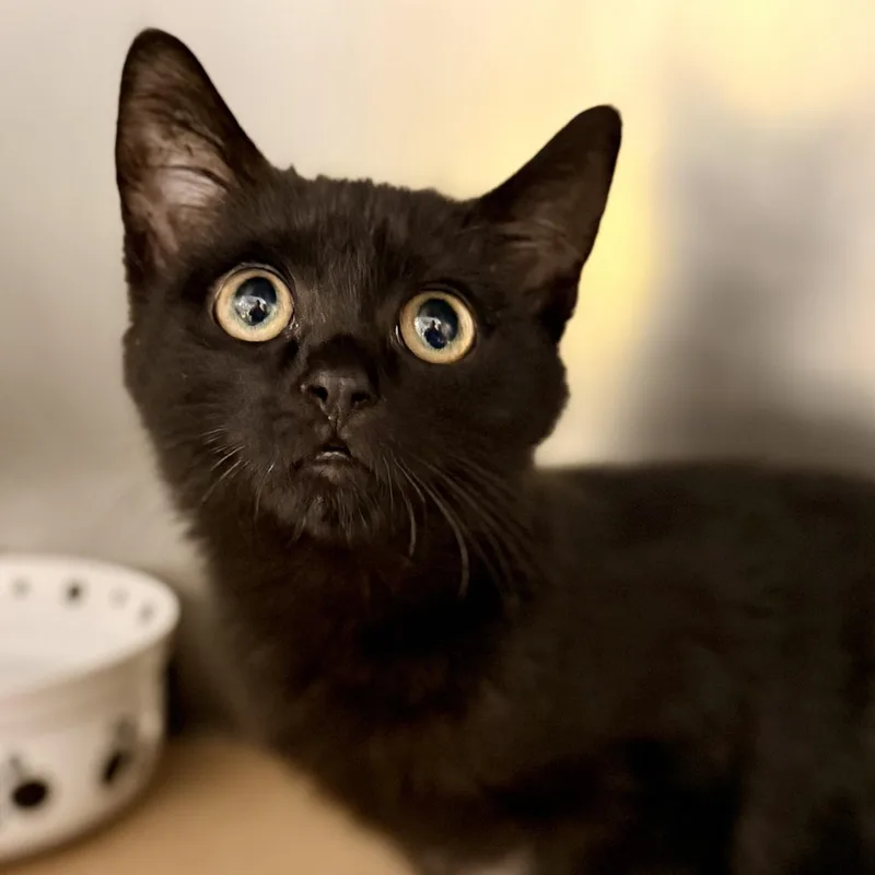 A baby medium-sized male Black Domestic Short Hair cat named Salem for adoption in Jackson, NJ