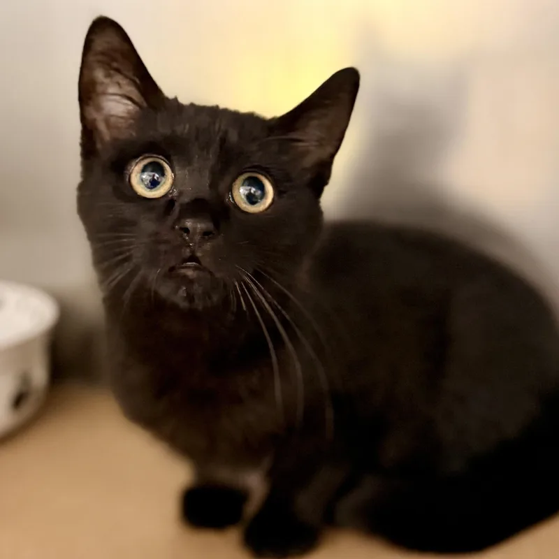 Salem thumbnail 2