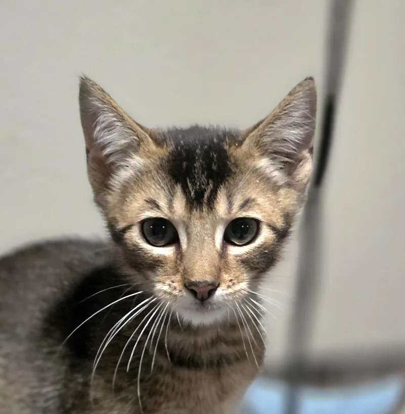 A baby small-sized male Domestic Short Hair cat named Tommy for adoption in Rio Linda, CA