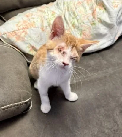 A baby small-sized male Domestic Short Hair cat named Jack for adoption in Sacramento, CA